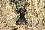 DOBERMANN 090